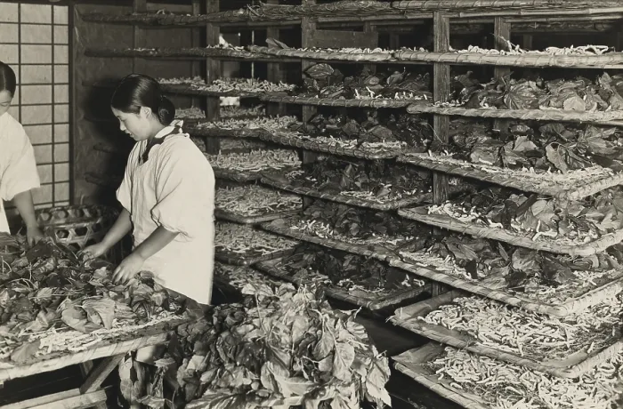 Framed Print : Japanese women tending trays of mulberry leaves and silkworms