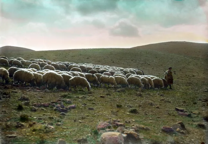 Framed Print : Jerusalem, Shepherd going before his flock, hand-colored transparency, circa 1918 Framed Print : Jerusalem, Shepherd going before his flock, hand-colored transparency, circa 1918