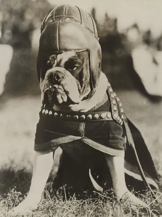 Framed Print : Jiggs, the famous mascot of the Quantico Marines, dressed in his football regalia in Philadelphia, Nov. 8, 1930