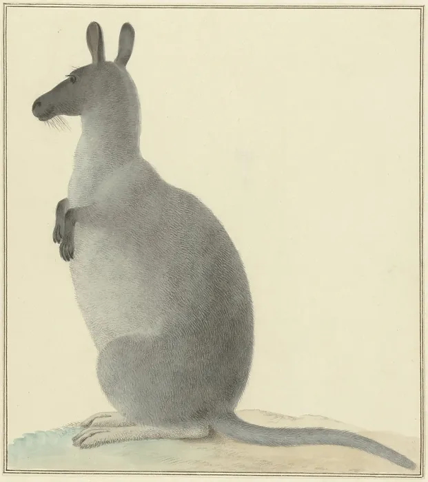 Framed Print : Kangaroo, by Isaac van Haastert, c. 1788-1830, Dutch painting, watercolor on paper. Van Haastert was a draftsman and printmaker (BSLOC_2016_6_328) Framed Print : Kangaroo, by Isaac van Haastert, c. 1788-1830, Dutch painting, watercolor on paper. Van Haastert was a draftsman and printmaker (BSLOC_2016_6_328)
