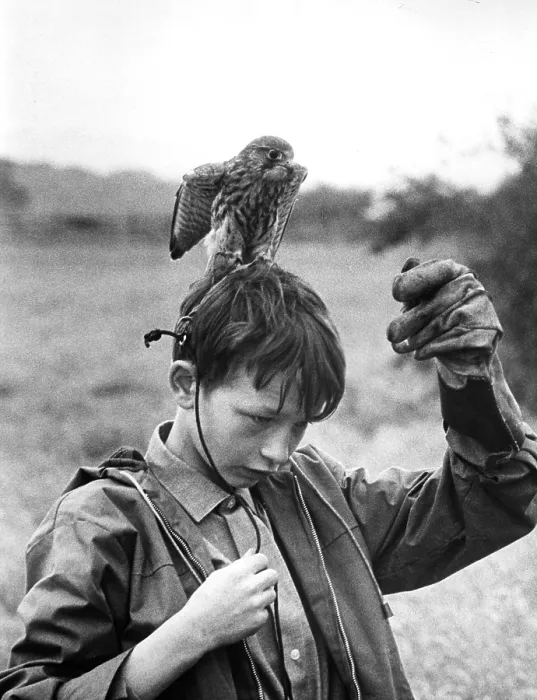 Framed Print : KES, David Bradley, 1969