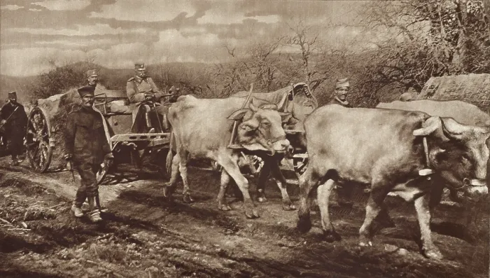Framed Print : King Peter of Serbia, riding in an oxen drawn buggy after Serbia's 1916 defeat by Central Powers. He joined his people in their retreat to the mountains of Albania