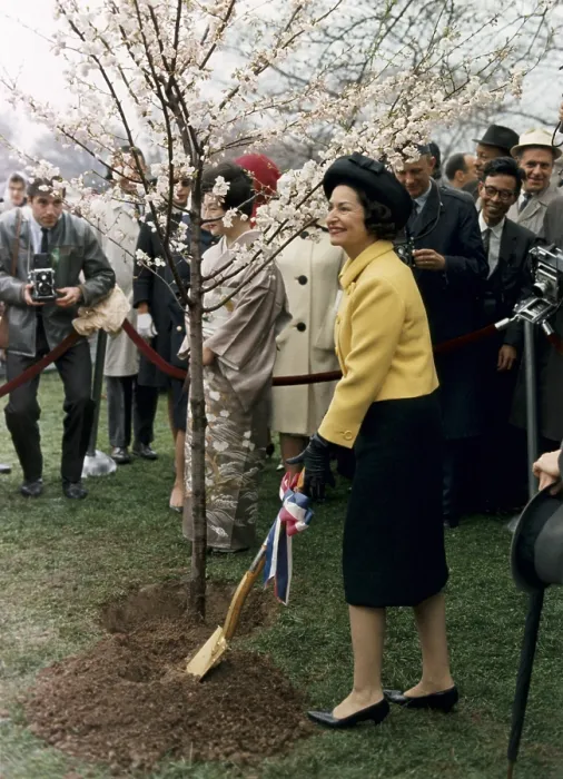 Framed Print : Lady Bird Johnson planting a tree during the annual Cherry Blossom Festival