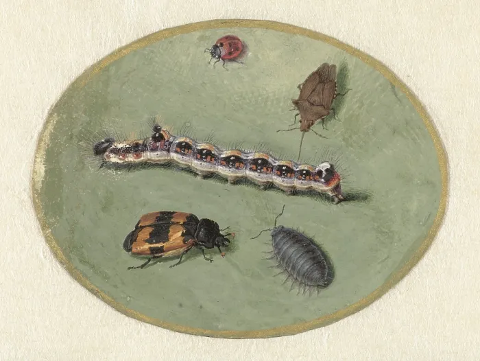 Framed Print : Ladybird, Caterpillar, Sow Bug and Two Turrets, by Jan Augustin van der Goes, 1690-1700. (BSLOC_2016_1_254) Framed Print : Ladybird, Caterpillar, Sow Bug and Two Turrets, by Jan Augustin van der Goes, 1690-1700. (BSLOC_2016_1_254)
