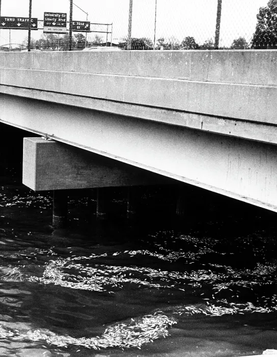 Framed Print : Lake Erie, polluted with dead shad, Cleveland, Ohio, ca. late-1970s. Courtesy: CSU Archives  /  Everett Collection