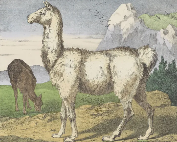 Framed Print : Lama, by Jos. Scholz, c. 1830-80, Dutch print, lithograph, two llamas in a mountain landscape. (BSLOC_2016_1_245)