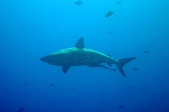 Framed Print : Large shark with remora swimming below. near Palau Framed Print : Large shark with remora swimming below. near Palau
