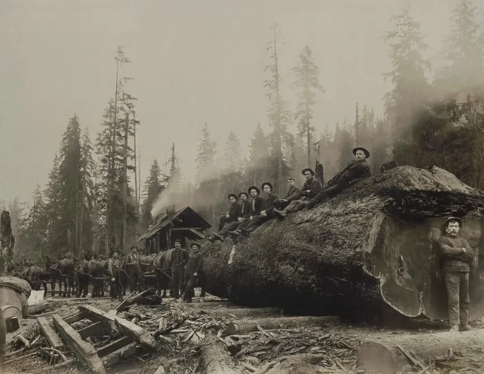 Framed Print : Large team of horses hitched to a spruce log with a 30 foot girth. The log is set on a corduroy road of spaced logs to reduce friction with the earth