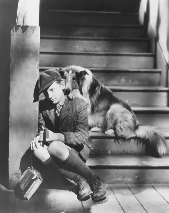 Framed Print : LASSIE COME HOME, from left: Roddy McDowall, Lassie, 1943 Framed Print : LASSIE COME HOME, from left: Roddy McDowall, Lassie, 1943