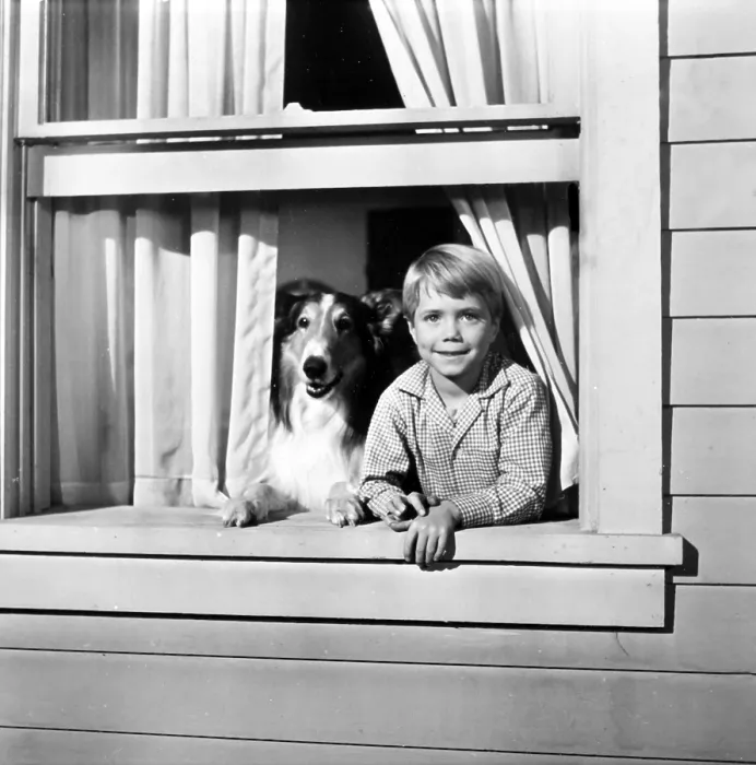 Framed Print : LASSIE, Jon Provost, with Lassie, 1954-1974 Framed Print : LASSIE, Jon Provost, with Lassie, 1954-1974