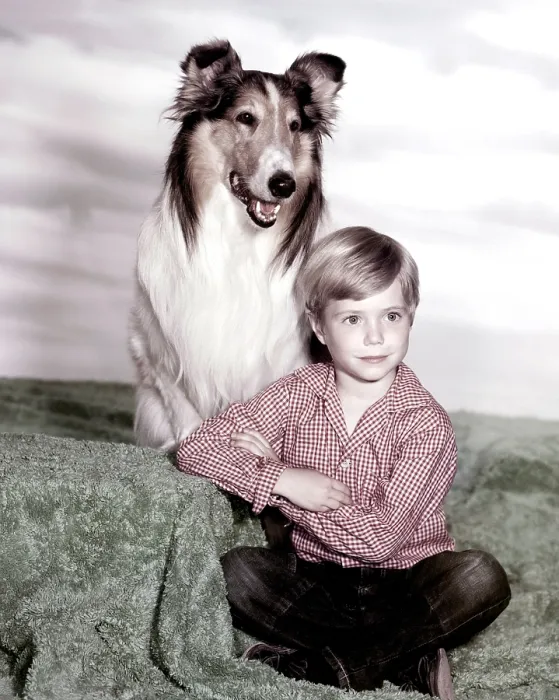 Framed Print : LASSIE, Jon Provost, with Lassie, (1959), 1954-74