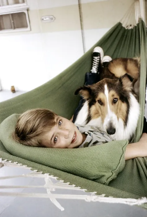 Framed Print : LASSIE, Jon Provost, with Lassie, (c. early 1960s), 1954-74 Framed Print : LASSIE, Jon Provost, with Lassie, (c. early 1960s), 1954-74