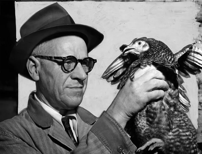 Framed Print : Lester P. W. Wehle, a live-poultry inspector for the city of New York, inspects the crop of a chicken. Photograph, 1951 Framed Print : Lester P. W. Wehle, a live-poultry inspector for the city of New York, inspects the crop of a chicken. Photograph, 1951