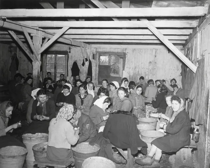 Framed Print : Liberated women political prisoners at Bergen-Belsen concentration camp. These women continued their work as potato peelers, but under the protection of the British 2nd Army Framed Print : Liberated women political prisoners at Bergen-Belsen concentration camp. These women continued their work as potato peelers, but under the protection of the British 2nd Army