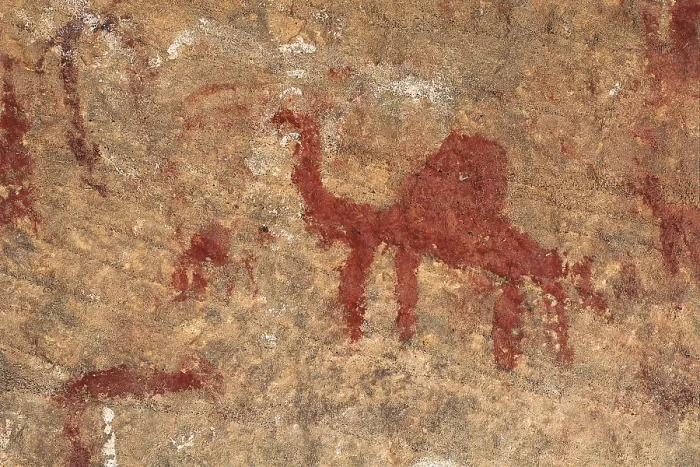 Framed Print : LIBYA. Tadrart Acacus. Representation of a dromedary (12.000-8000 BC). Neolithic art. Cave. AISA / Everett Collection (88871)**US SALES ONLY** Framed Print : LIBYA. Tadrart Acacus. Representation of a dromedary (12.000-8000 BC). Neolithic art. Cave. AISA / Everett Collection (88871)**US SALES ONLY**
