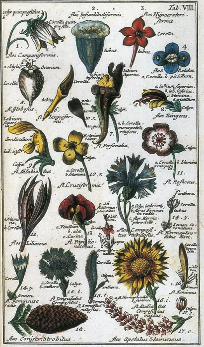 Framed Print : LINNAEUS, Carolus (1707-1778). Illustrated page with flowers of Carl von Linn's work 'Compendium Botanices Systematis Linnean'. Edition printed in 1785