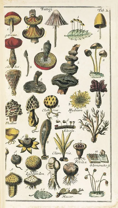 Framed Print : LINNAEUS, Carolus (1707-1778). Illustrated page from Carl von Linn's work 'Compendium Botanices Systematis Linnean': classification of mushrooms Framed Print : LINNAEUS, Carolus (1707-1778). Illustrated page from Carl von Linn's work 'Compendium Botanices Systematis Linnean': classification of mushrooms
