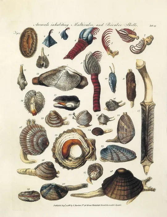 Framed Print : LINNAEUS, Carolus (1707-1778). Illustrated page with bivalve animals from Carl von Linn's book 'The General of Vermium'. Edition printed in London in 1788 Framed Print : LINNAEUS, Carolus (1707-1778). Illustrated page with bivalve animals from Carl von Linn's book 'The General of Vermium'. Edition printed in London in 1788