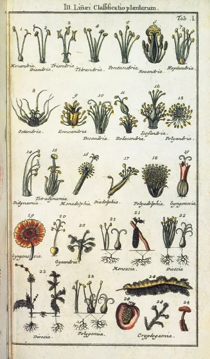 Framed Print : LINNAEUSCarolus (1707-1778). Swedish naturalist