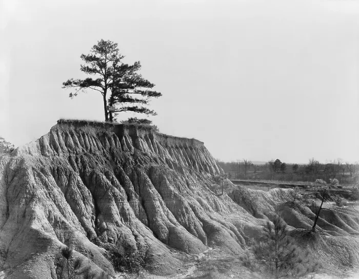 Framed Print : A lone tree marks the previous land level before erosion stripped soil away near Jackson, Mississippi. March 1936 photo by Walker Evans