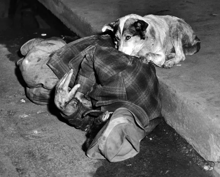 Framed Print : A loyal Chicago dog named Queenie, guards her passed out master in the gutter of a Chicago street. Oct. 14, 1951. (CSU_ALPHA_1228) CSU Archives / Everett Collection Framed Print : A loyal Chicago dog named Queenie, guards her passed out master in the gutter of a Chicago street. Oct. 14, 1951. (CSU_ALPHA_1228) CSU Archives / Everett Collection