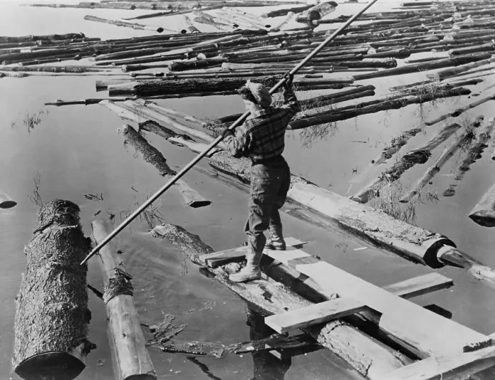 Framed Print : Lumberjill, a female lumberjack drives logs with pike pole during World War 2. The New Hampshire lumber mill was operated by women due to the absence of men in the military. Ca