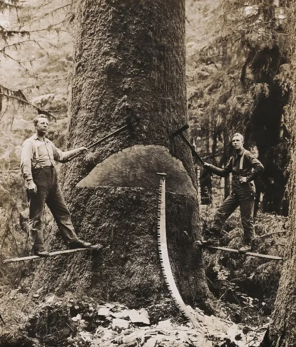 Framed Print : Lumbermen harvesting a giant tree in Washington state. They work on thin wood platforms pounded into the tree, with axes and a two-man saw Framed Print : Lumbermen harvesting a giant tree in Washington state. They work on thin wood platforms pounded into the tree, with axes and a two-man saw