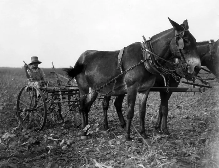 Framed Print : A man plows cotton in Texas. Courtesy of CSU Archives / Everett Collection Framed Print : A man plows cotton in Texas. Courtesy of CSU Archives / Everett Collection