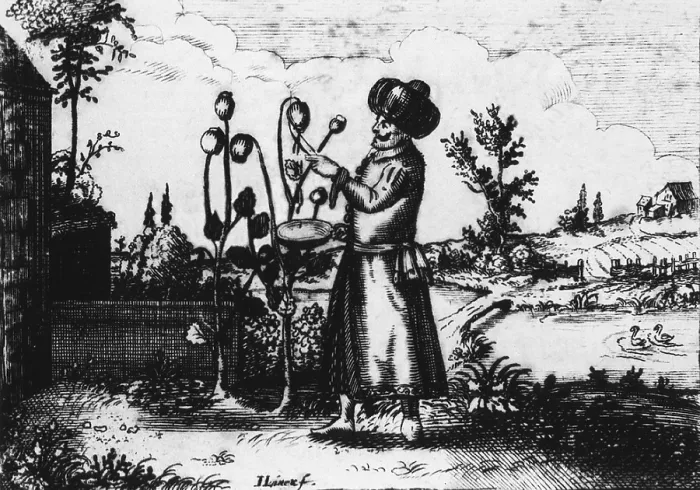 Framed Print : A man in Turkish dress slashes an opium poppy bud to extract the sap from the seed capsule. Opium was introduced to Europe from Asia in the 16th century, and used as a painkiller
