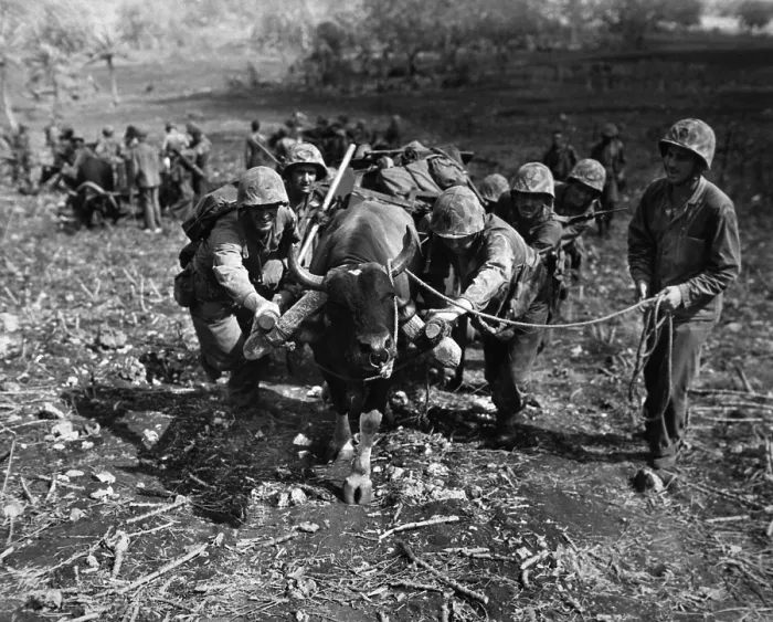Framed Print : Marines use ox carts to transport supplies to the front lines on Saipan Framed Print : Marines use ox carts to transport supplies to the front lines on Saipan