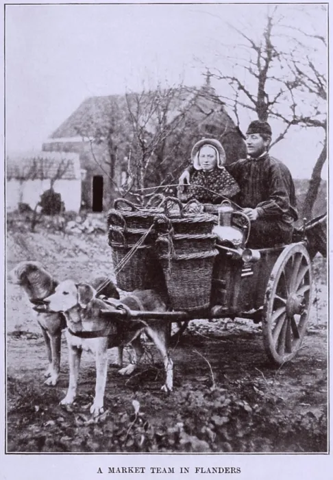 Framed Print : A MARKET TEAM IN FLANDERS. Two dogs about to pull a loaded cart with two adult passengers. Ca. 1900-1910. belgiumlandofart00grif_0041