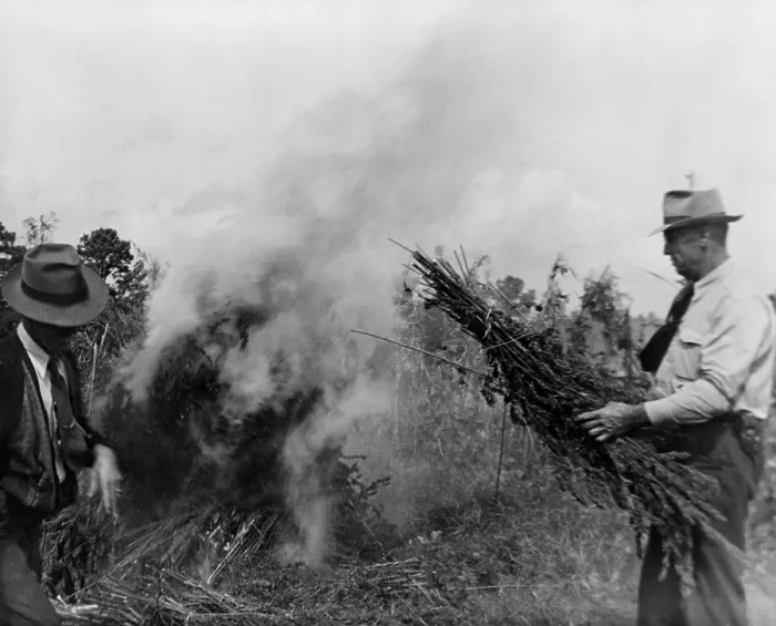Framed Print : Two men burning marijuana in field in Garner North Carolina in 1942