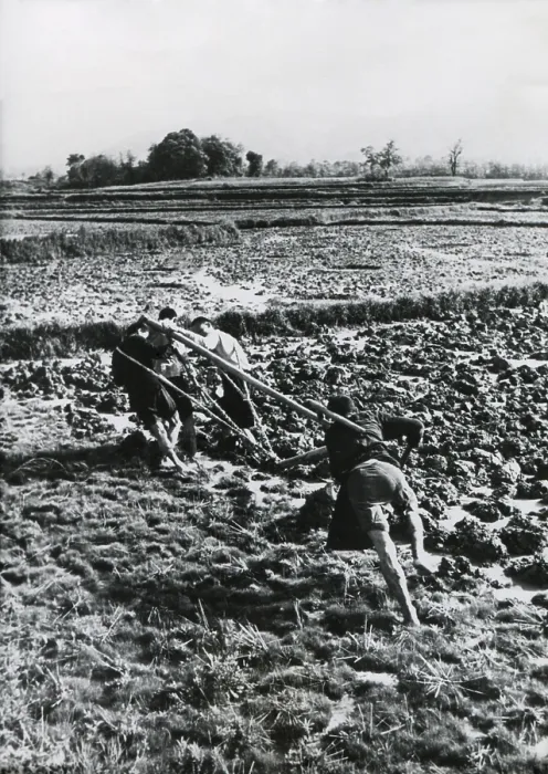 Framed Print : Three men of the same family pull a plow through a rice field in China. A fourth steers and pushes the plow. May 1948. - (BSLOC_2014_15_147)