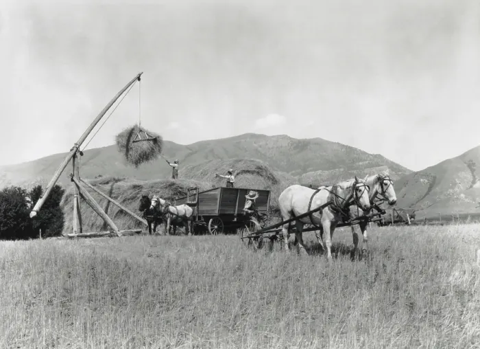 Framed Print : Three men and four horses loading grain onto a pile in an open field in Washington State in 1925