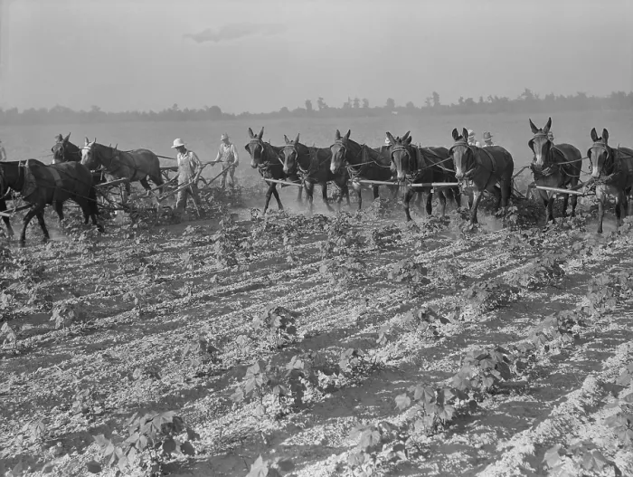 Framed Print : Men and mules cultivating cotton at the Lake Dick Cooperative Association farm