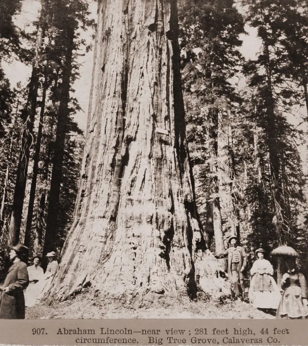 Framed Print : Men and women stand beneath a mammoth sequoia named Abraham Lincoln in the Big Tree Grove of Calaveras County, California Framed Print : Men and women stand beneath a mammoth sequoia named Abraham Lincoln in the Big Tree Grove of Calaveras County, California