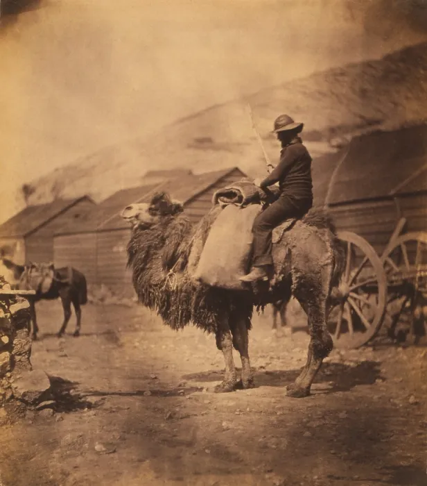 Framed Print : Merchant seaman on dromedary camel in 1855. Photo taken by Roger Fenton during his photo documentation of British Crimean War military operations. LC-USZC4-9364 Framed Print : Merchant seaman on dromedary camel in 1855. Photo taken by Roger Fenton during his photo documentation of British Crimean War military operations. LC-USZC4-9364