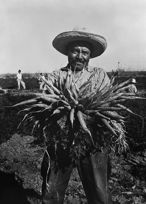 Framed Print : Mexican-American carrot puller in Edinburg, Texas. February 1939 photograph by Russell Lee