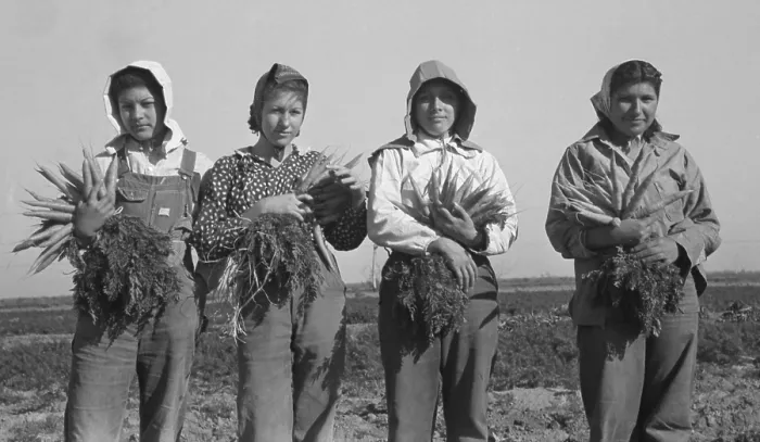 Framed Print : Mexican-American young women working as carrot pullers in Edinburg, Texas. February 1939 photograph by Russell Lee Framed Print : Mexican-American young women working as carrot pullers in Edinburg, Texas. February 1939 photograph by Russell Lee
