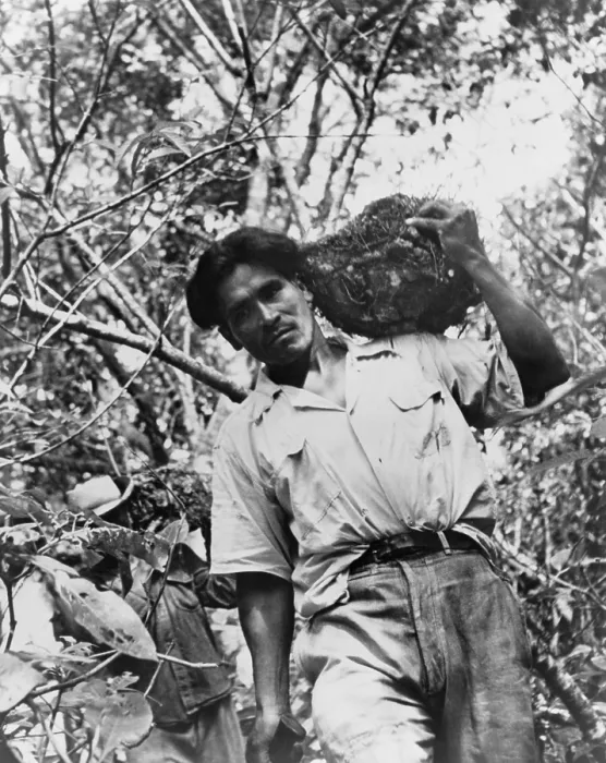 Framed Print : Mexican laborer carrying wild yams, cabezo de negro, in 1951, in a tropical rain forest