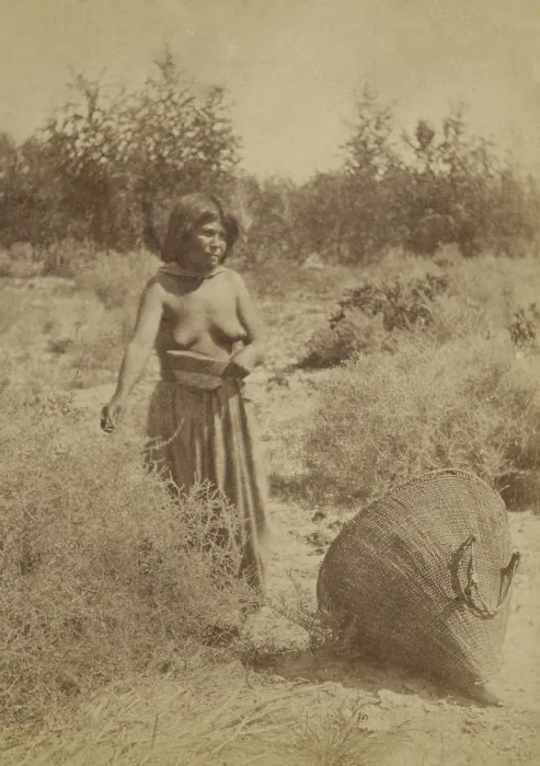Framed Print : Moapariat Paiute woman gathers seeds in the Moapa River Valley in Southern Nevada's desert lowlands. 1874 photo by John Hillers
