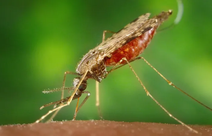 Framed Print : Mosquito feeding. The anopheles albimanus mosquito transmits malaria to humans. Photo by James Gathany, 2005
