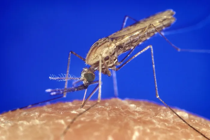 Framed Print : Mosquito feeding. The anopheles gambiae mosquito transmits malaria to humans. Photo by James Gathany, 1994