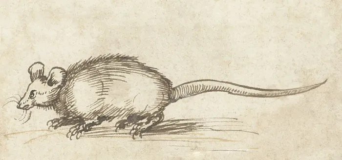 Framed Print : Mouse, by Albrecht Durer, c. 1480-1520, German drawing, pen and ink on paper. (BSLOC_2016_1_284)