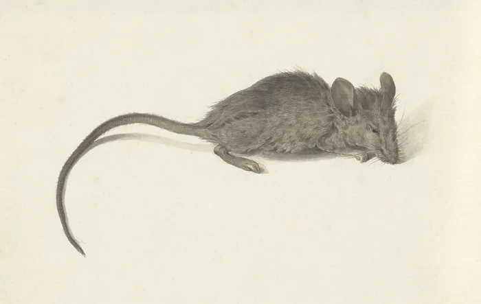 Framed Print : Mouse, Facing Right, by Jean Bernard, c. 1780-1830, Dutch watercolor painting. (BSLOC_2016_1_272) Framed Print : Mouse, Facing Right, by Jean Bernard, c. 1780-1830, Dutch watercolor painting. (BSLOC_2016_1_272)