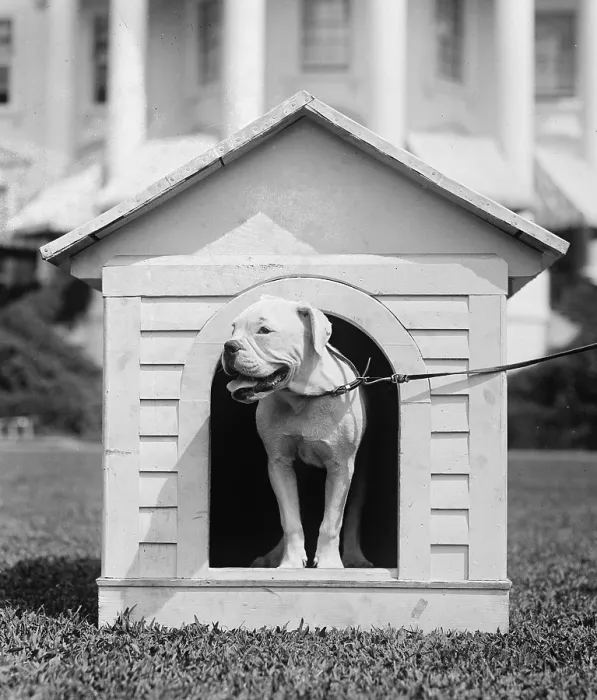 Framed Print : Mrs. Harding's dog O'Boy in a doghouse on the White House lawn. Aug 11, 1921 Framed Print : Mrs. Harding's dog O'Boy in a doghouse on the White House lawn. Aug 11, 1921