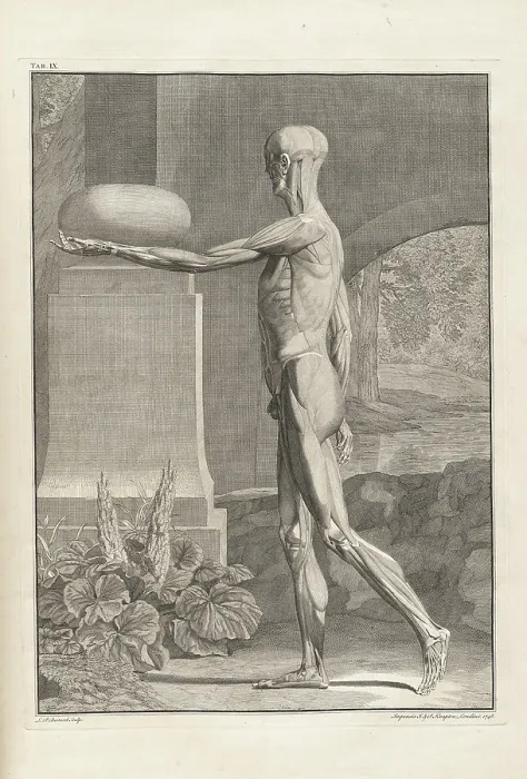 Framed Print : Musculature plate from 18th century anatomy treatise by Bernhard Albinus, with engravings by Jan Wandelaar (1690-1759) Framed Print : Musculature plate from 18th century anatomy treatise by Bernhard Albinus, with engravings by Jan Wandelaar (1690-1759)