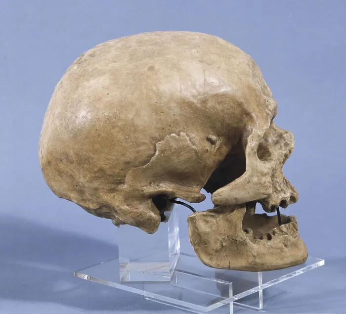 Framed Print : Neanderthal man skull (ca. 5000 BC). Found at the cave of Forbes Quarry in 1848. Upper Paleolithic. SPAIN. Barcelona. Archaeology Museum of Catalonia Framed Print : Neanderthal man skull (ca. 5000 BC). Found at the cave of Forbes Quarry in 1848. Upper Paleolithic. SPAIN. Barcelona. Archaeology Museum of Catalonia