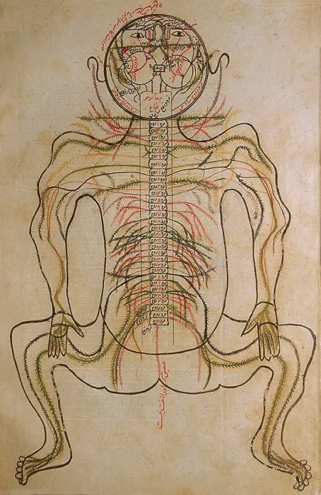 Framed Print : The nervous system, from MANSUR'S ANATOMY, authored by the Persian scholar and physician, Mansur ibn Ilyas (ca. 1370-1423)