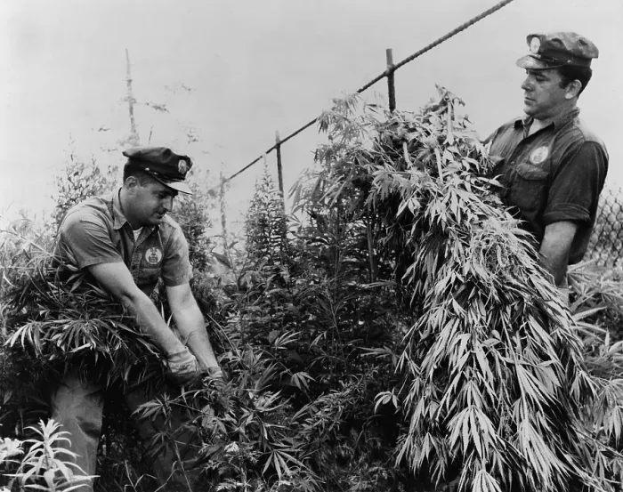 Framed Print : New York City Sanitation Department workers destroying marijuana in a lot on Cozine Avenue in Brooklyn New York. July 1958